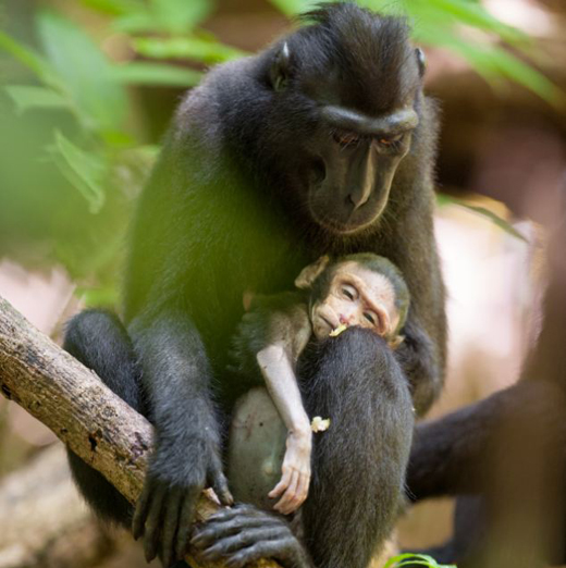 monkey -her de...